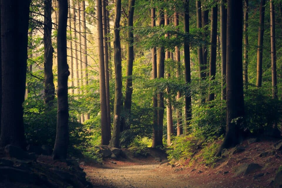 Calm photo of tall trees with dappled light.