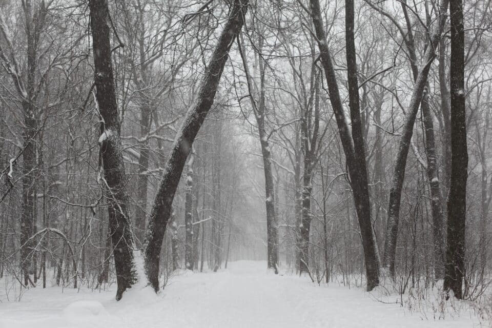 Snow-covered forest path lined with tall, bare trees on a winter day, creating a peaceful and quiet atmosphere.