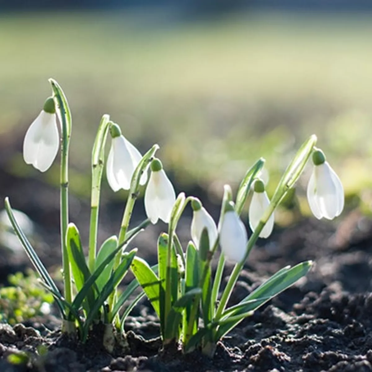 Snowdrops