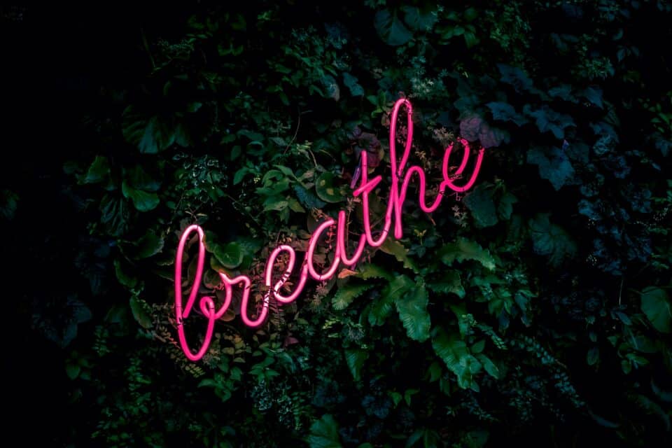 Breathe in pink neon light with dark leaves in the background