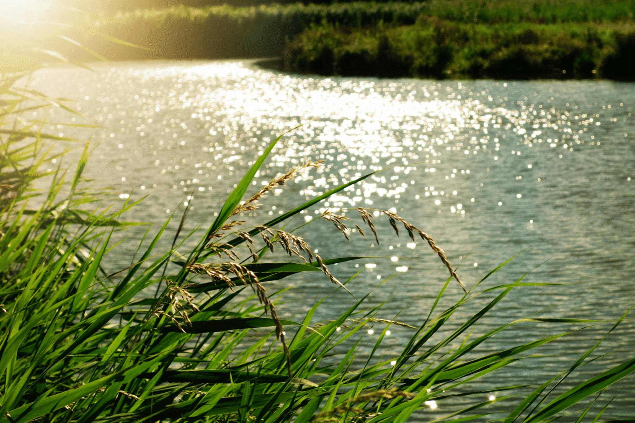 Close-up of green reeds by a river with sunlight sparkling on the water.